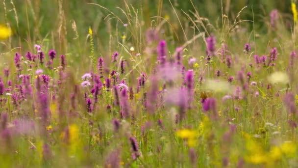 花や蝶と古代の干し草の牧草地 ハンガリー — ストック動画
