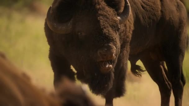 Primer Plano Bisontes Bisontes Bisontes Luchan Por Posesión Las Hembras — Vídeo de stock