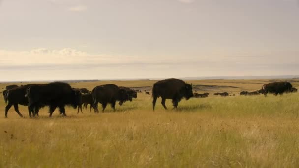 Una Manada Bisontes Bisontes Pastando Las Grandes Llanuras América Del — Vídeo de stock