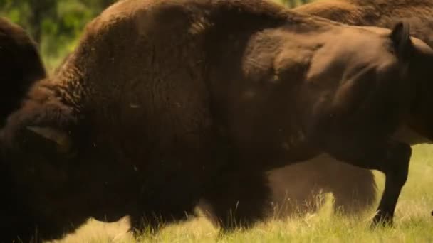 Bison Bison อครอบครองต วเม ยบนท ราบล มใหญ ของอเมร กาเหน — วีดีโอสต็อก