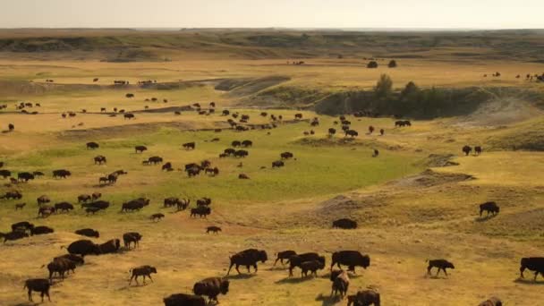 Una Manada Bisontes Bisontes Pastando Las Grandes Llanuras América Del — Vídeos de Stock