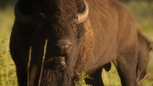 Bisonhjord Bison Bison Som Betar Nordamerikas Stora Slätter — Stockvideo