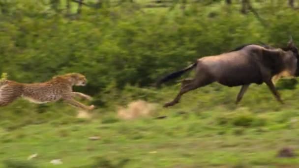チーター Acinonyx Jubatus タンザニアのセレンゲティ国立公園の標的を追跡し狩猟する — ストック動画