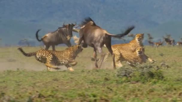Gepardy Acinonyx Jubatus Ścigają Polują Cel Parku Narodowym Serengeti Tanzanii — Wideo stockowe