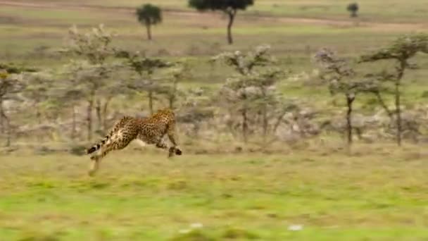 Cheetahs Acinonyx Jubatus Κυνηγώντας Και Κυνηγώντας Ένα Στόχο Στο Εθνικό — Αρχείο Βίντεο