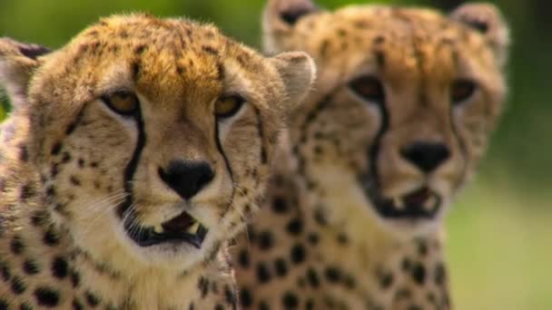Cheetahs Acinonyx Jubatus Perseguindo Caminhando Diretamente Direção Presa Parque Nacional — Vídeo de Stock