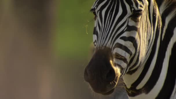 Close Pianure Zebre Equus Quagga Attenzione Cacciatore Sul Parco Nazionale — Video Stock