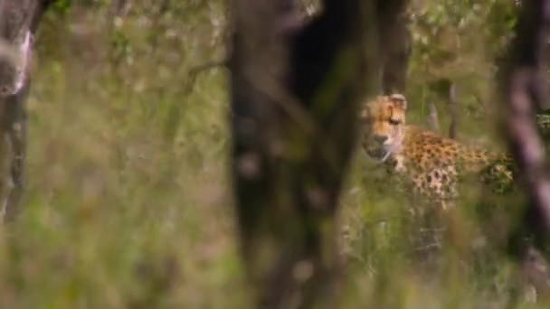 Gepardi Acinonyx Jubatus Kráčející Kráčející Přímo Kořisti Národním Parku Serengeti — Stock video