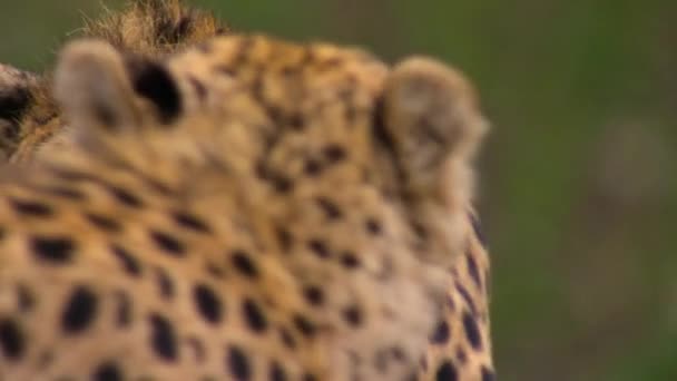 Cheetahs Acinonyx Jubatus Stalking Walking Directly Prey Serengeti National Park — Stock Video