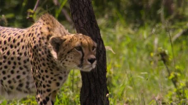 Cheetahs Acinonyx Jubatus Stalken Lopen Direct Naar Prooi Het Serengeti — Stockvideo