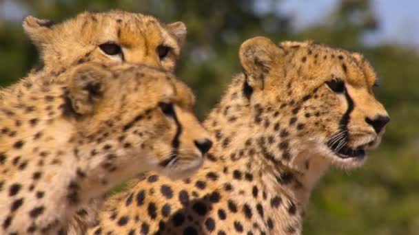 Cheetahs Acinonyx Jubatus Perseguindo Caminhando Diretamente Direção Presa Parque Nacional — Vídeo de Stock