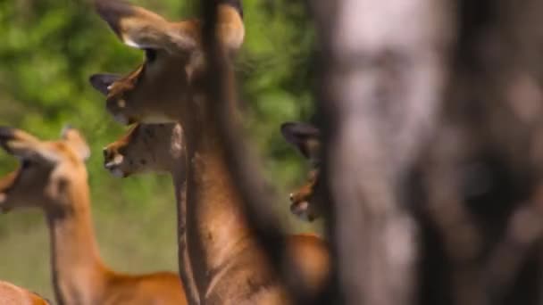 Großaufnahme Von Hirschen Vorsicht Jäger Serengeti Nationalpark Tansania — Stockvideo