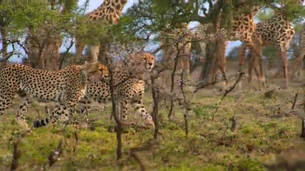 Gepárdok Acinonyx Jubatus Tanzániai Serengeti Nemzeti Park Zsákmánya Felé Kémkednek — Stock videók