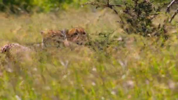 Хепарди Acinonyx Jubatus Переслідують Здобич Національному Парку Серенгеті Танзанія — стокове відео