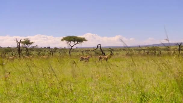 Хепарди Acinonyx Jubatus Переслідують Здобич Національному Парку Серенгеті Танзанія — стокове відео