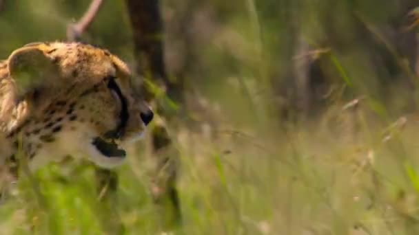 Gepardy Acinonyx Jubatus Prześladują Idą Bezpośrednio Kierunku Zdobyczy Parku Narodowym — Wideo stockowe