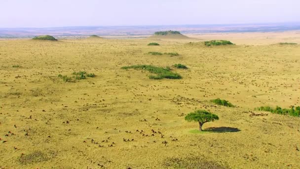 Hjord Gnuer Connochaetes Taurinus Gröda Nyuppfödda Gräs Serengeti National Park — Stockvideo