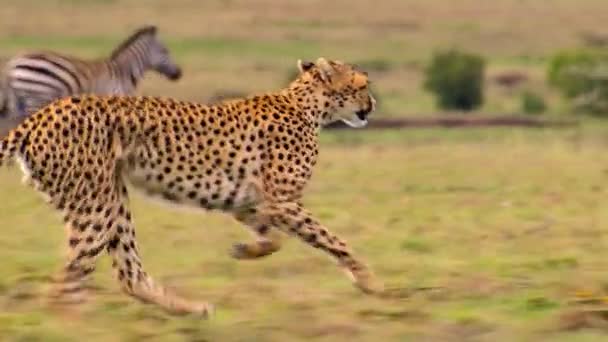 Cheetahs Acinonyx Jubatus Perseguindo Caçando Alvo Parque Nacional Serengeti Tanzânia — Vídeo de Stock