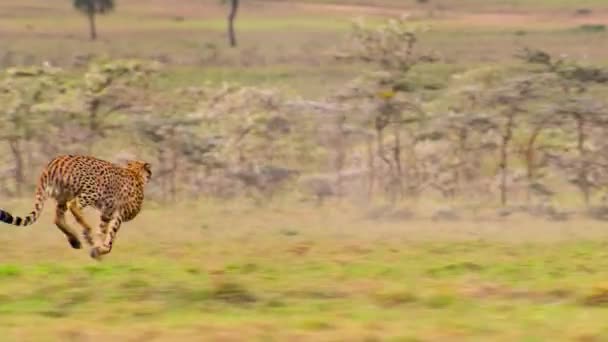 Cheetahs Acinonyx Jubatus Chasing Hunting Target Serengeti National Park Tanzania — Stock Video