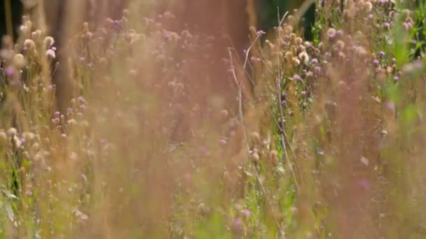 Starożytne Łąki Siana Kwiatami Motylami Węgry — Wideo stockowe
