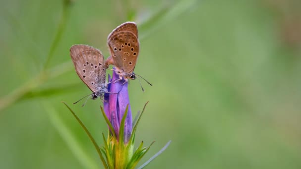 Primer Plano Del Alcon Blue Butterflies Phengaris Alcon Prados Heno — Vídeo de stock