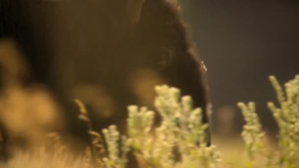 Una Manada Bisontes Bisontes Pastando Las Grandes Llanuras América Del — Vídeo de stock