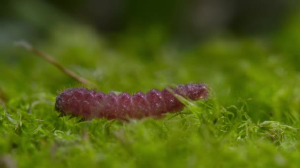개미들 콘푸른 애벌레를 데리고 자기들의 보금자리로 돌아가 이유는 애벌레가 애벌레가 — 비디오