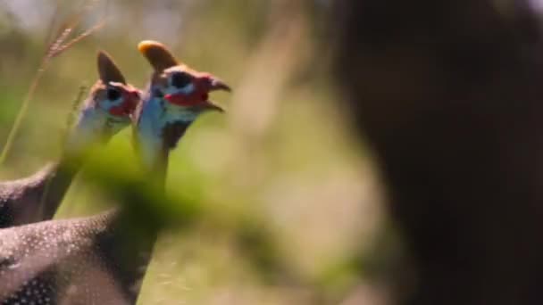 Primer Plano Los Guineafowls Casco Numida Meleagris Parque Nacional Del — Vídeos de Stock