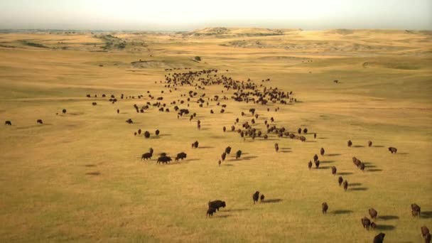 Bisonhjord Bison Bison Som Betar Nordamerikas Stora Slätter — Stockvideo