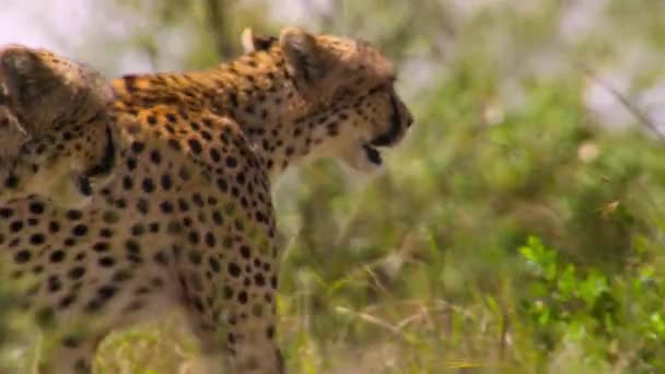 Cheetahs Acinonyx Jubatus Acechando Caminando Directamente Hacia Presa Parque Nacional — Vídeos de Stock