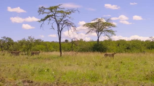 Cheetahs Acinonyx Jubatus Преследует Идет Прямо Добыче Национальном Парке Серенгети — стоковое видео