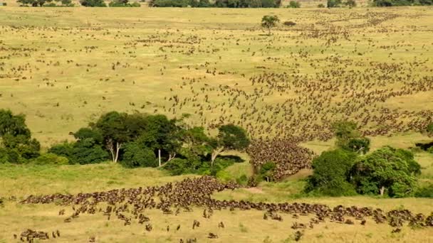 坦桑尼亚塞伦盖蒂国家公园 Serengeti National Park 的新长出的草地上生长着一群羚羊 Connochaetes Taurinus — 图库视频影像