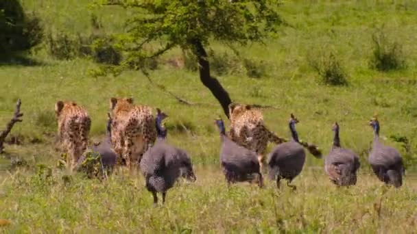 Cheetahs Acinonyx Jubatus Stalking Walking Directly Prey Serengeti National Park — Stock Video
