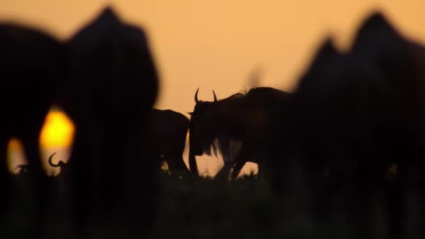 Bir Antilop Sürüsü Connochaetes Taurinus Yeni Filizlenen Otları Gün Batımına — Stok video
