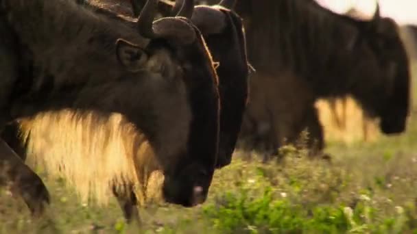 Eine Herde Gnus Connochaetes Taurinus Erntet Das Neu Entstandene Gras — Stockvideo