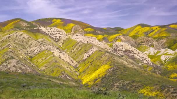 雨が降った後 草原は南カリフォルニアの緑に変わります — ストック動画