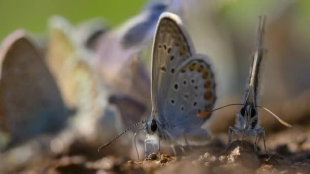 Close Alcon Blue Butterflies Phengaris Alcon Hay Meadows Hungria — Vídeo de Stock