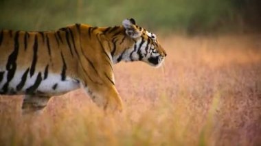 Kraliyet Bengal Kaplanları (Panthera tigris) avına doğru sinsice yürüyüp Hindistan 'daki Kaziranga Milli Parkı' na doğru ilerliyor..