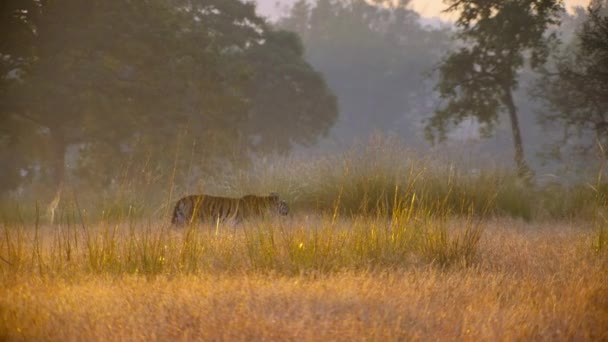 インドのカジランガ国立公園では 王立ベンガルトラ Panthera Tigris が獲物に向かって歩き回っています — ストック動画