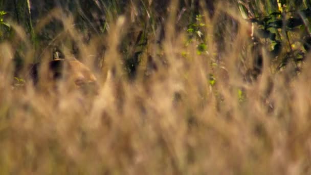 Die Gräser Verbergen Königliche Bengalische Tiger Panthera Tigris Streifen Und — Stockvideo