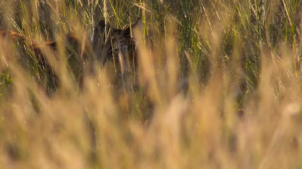 Las Hierbas Ocultan Los Tigres Reales Bengala Panthera Tigris Rayas — Vídeos de Stock