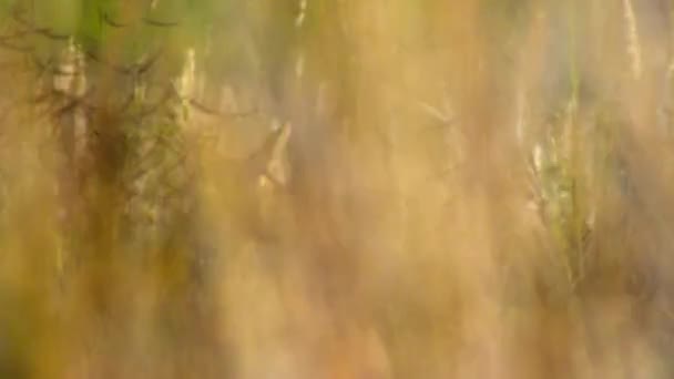 Benekli Geyiğin Eksen Ekseni Yakınında Günbatımında Uzun Otların Arasında Otlayan — Stok video