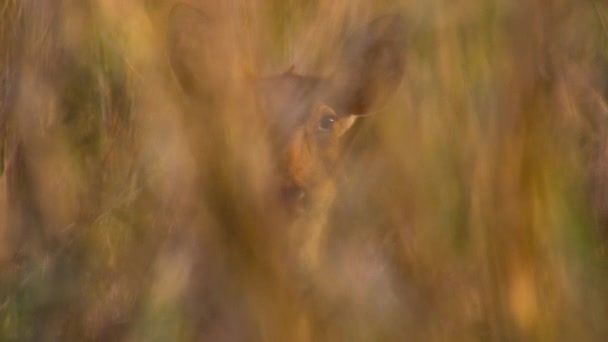 印度喀兹兰加国家公园 在落日下的长草中放牧的斑点鹿 轴心国 — 图库视频影像