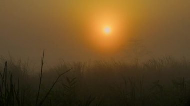 Uzun otlar ve günbatımı ile otlakların hava manzarası, Kaziranga Ulusal Parkı, Hindistan.