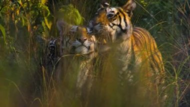 Çimenler, Kraliyet Bengal Kaplanları (Panthera tigris), Şeritler ve gölgeler karışımı, Kaziranga Ulusal Parkı, Hindistan 'ı gizler..