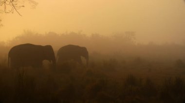 Hint filinin (Elephas maximus indicus) yakınında gün batımında uzun otların arasında otlayan Kaziranga Ulusal Parkı, Hindistan.