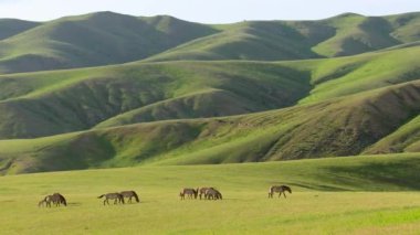 Przewalski 'nin atının (Equus ferus przewalskii) bir sürüsü Moğolistan' da otluyor.