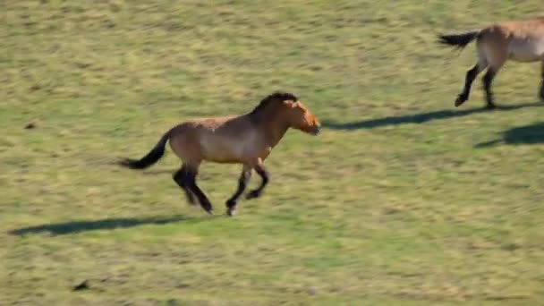 Una Manada Caballos Przewalski Equus Ferus Przewalskii Pastando Pastizales Mongolia — Vídeos de Stock
