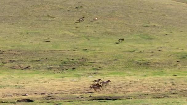 Flock Przewalskis Häst Equus Ferus Przewalskii Som Betar Gräsmark Mongoliet — Stockvideo