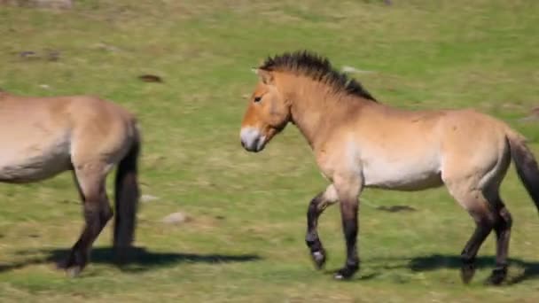 Manlig Przewalski Häst Equus Ferus Przewalskii Som Skyddar Varje Harem — Stockvideo
